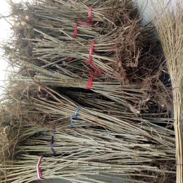 香椿苗大棚40~50cm