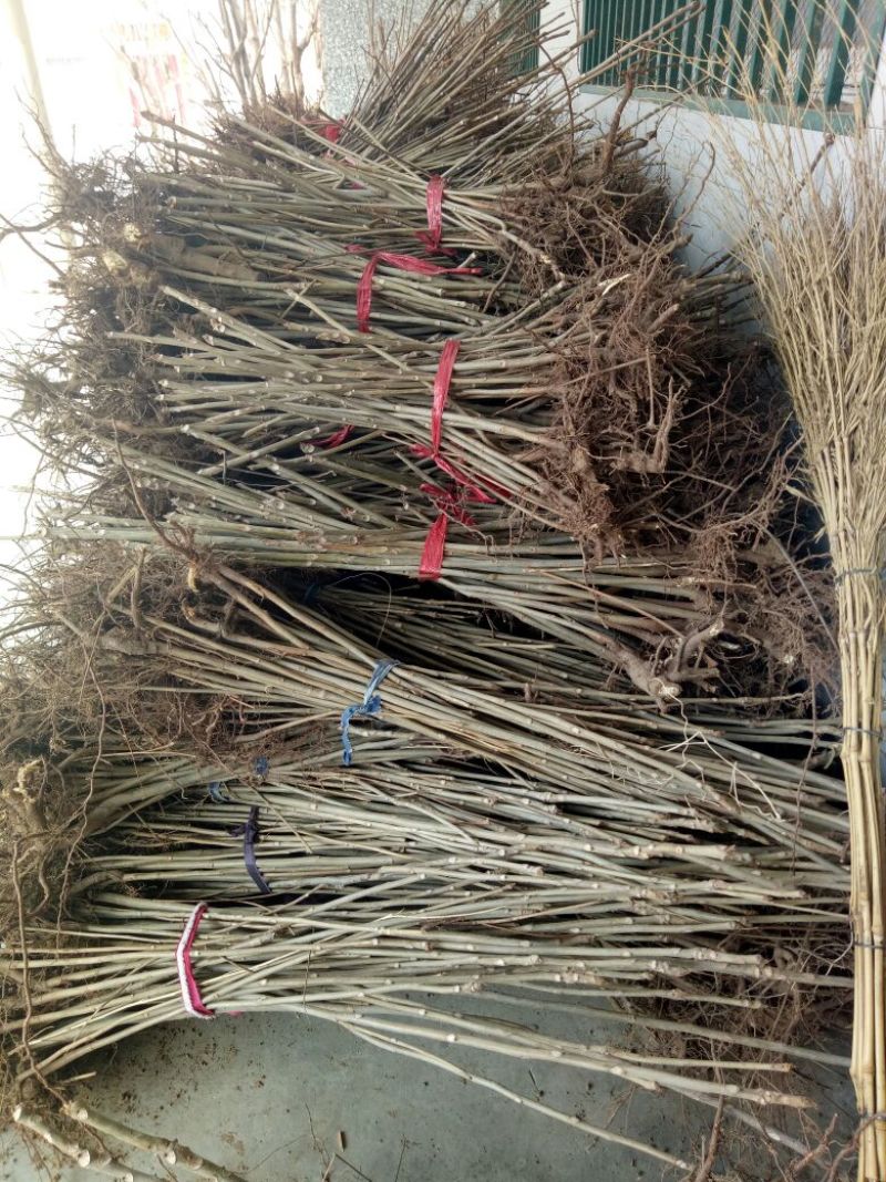 香椿苗大棚40~50cm