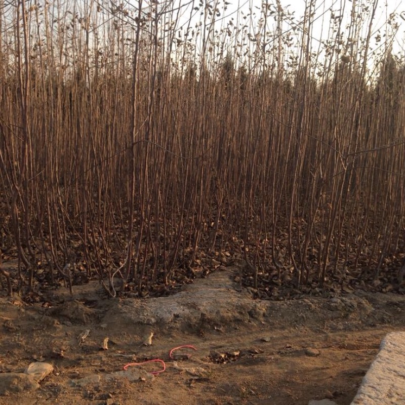 脆红李子树苗100~150cm