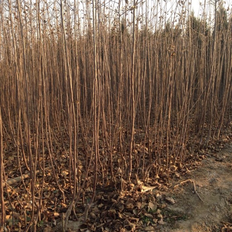 脆红李子树苗100~150cm