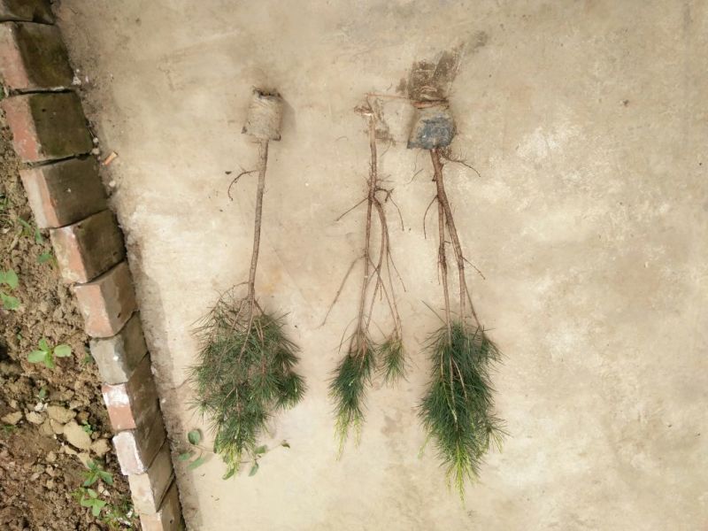 白皮松30~50cm