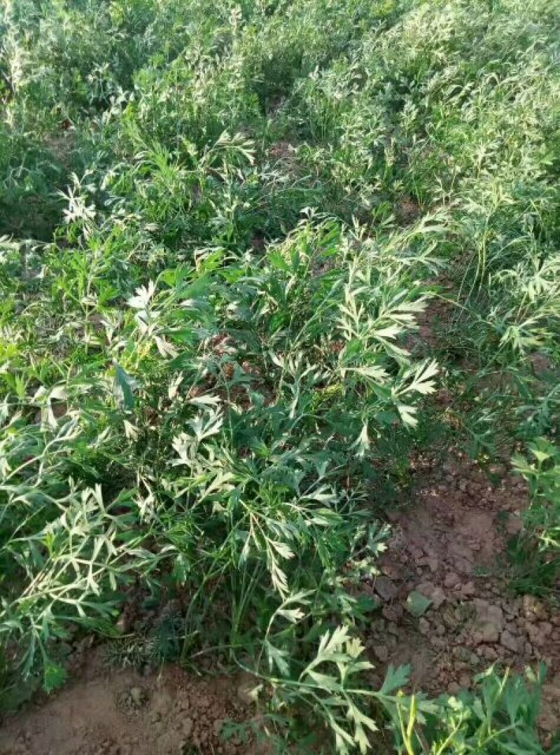 推荐优质种子，纯新防风种子，防风种子，提供现代种植技术