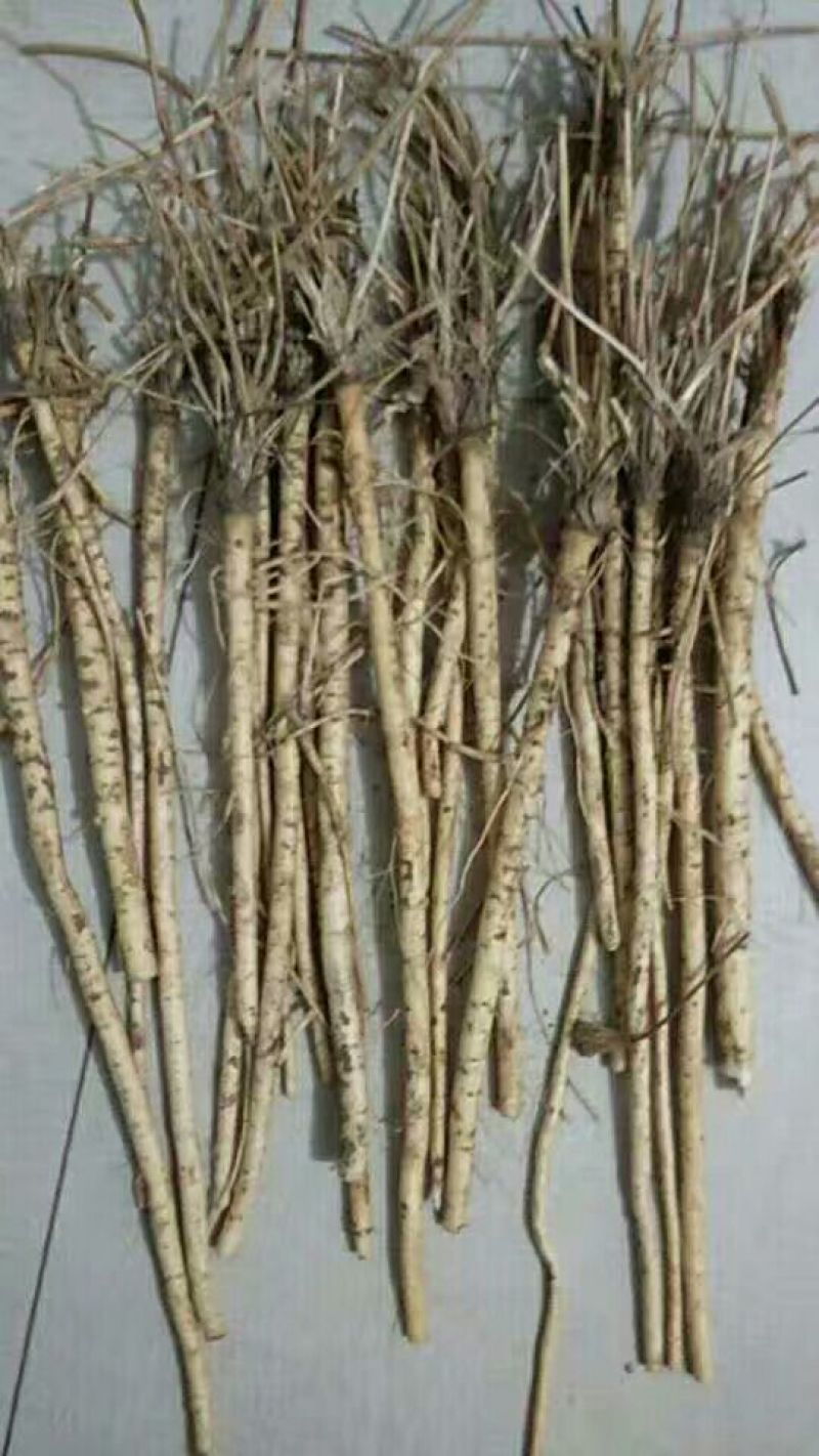 推荐优质种子，纯新防风种子，防风种子，提供现代种植技术
