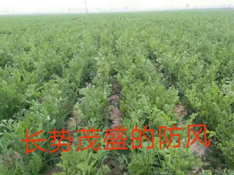 推荐优质种子，纯新防风种子，防风种子，提供现代种植技术