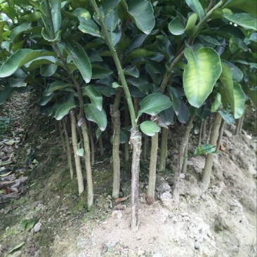 红心蜜柚苗0.5~0.8m0.5~0.8cm