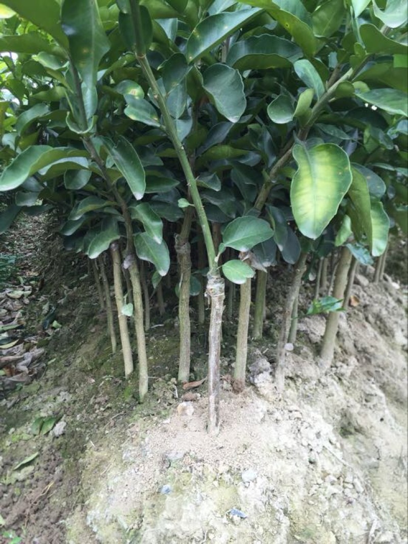 红心蜜柚苗0.5~0.8m0.5~0.8cm
