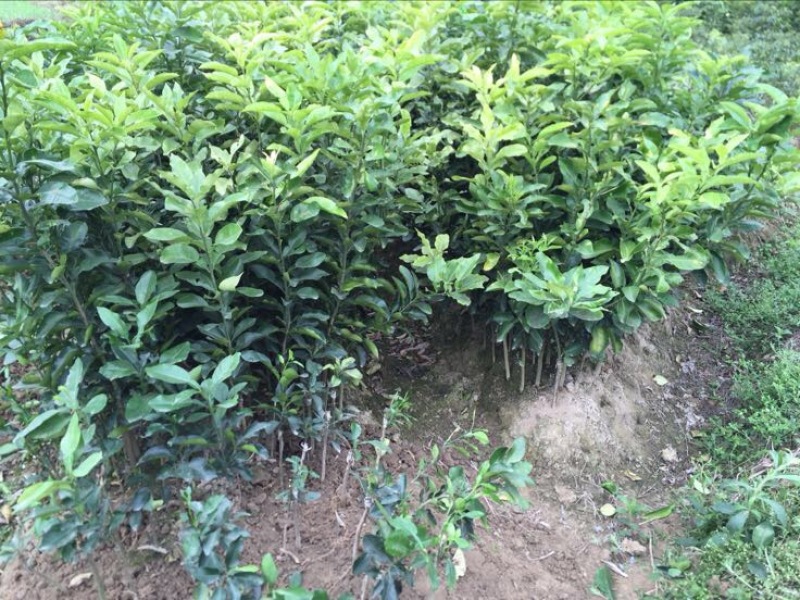 红心蜜柚苗0.5~0.8m0.5~0.8cm
