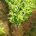 红心蜜柚苗0.5~0.8m0.5~0.8cm