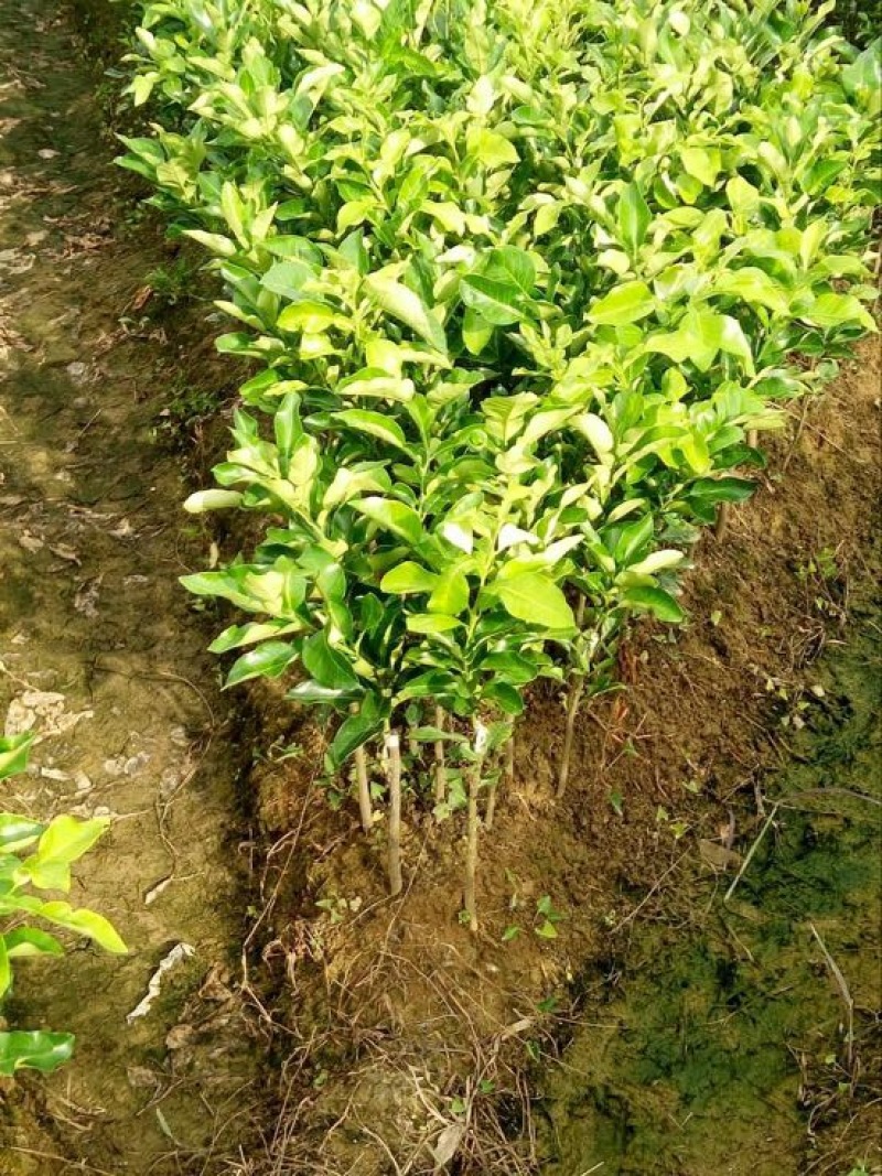红心蜜柚苗0.5~0.8m0.5~0.8cm