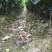 红心蜜柚苗0.5~0.8m0.5~0.8cm