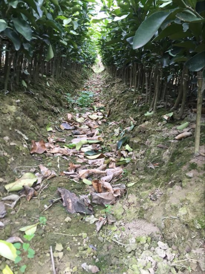 红心蜜柚苗0.5~0.8m0.5~0.8cm