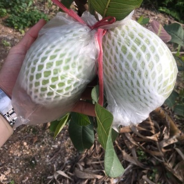 番石榴60~70mm白心