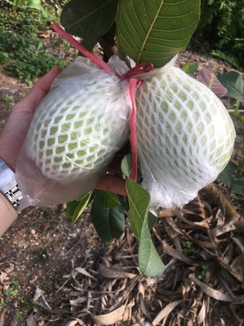 番石榴60~70mm白心