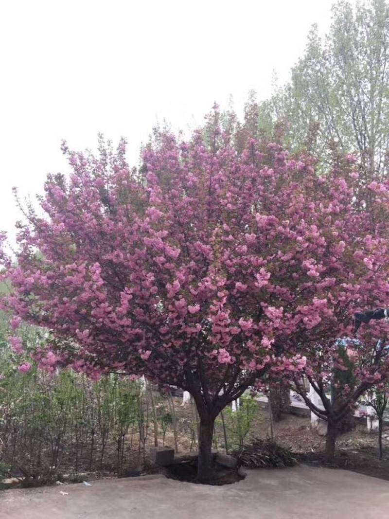 樱花树4~6cm