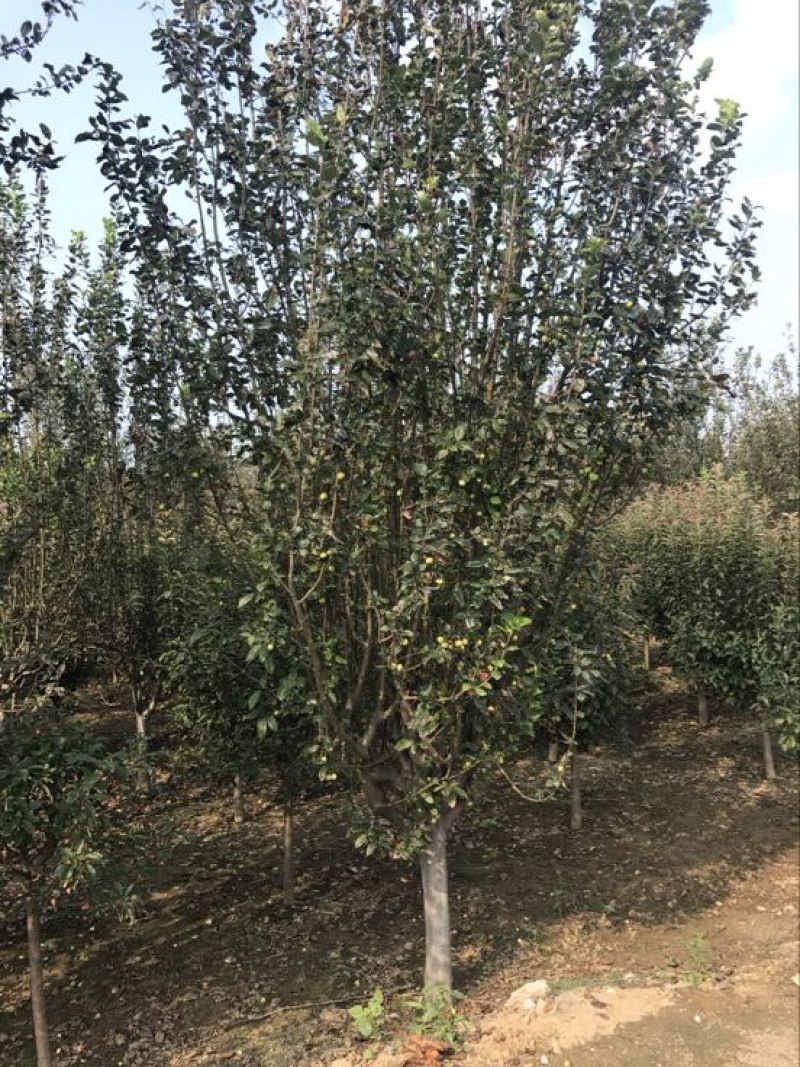 西府海棠6~8cm8~10cm12~14cm