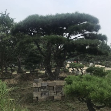 造型松14公分