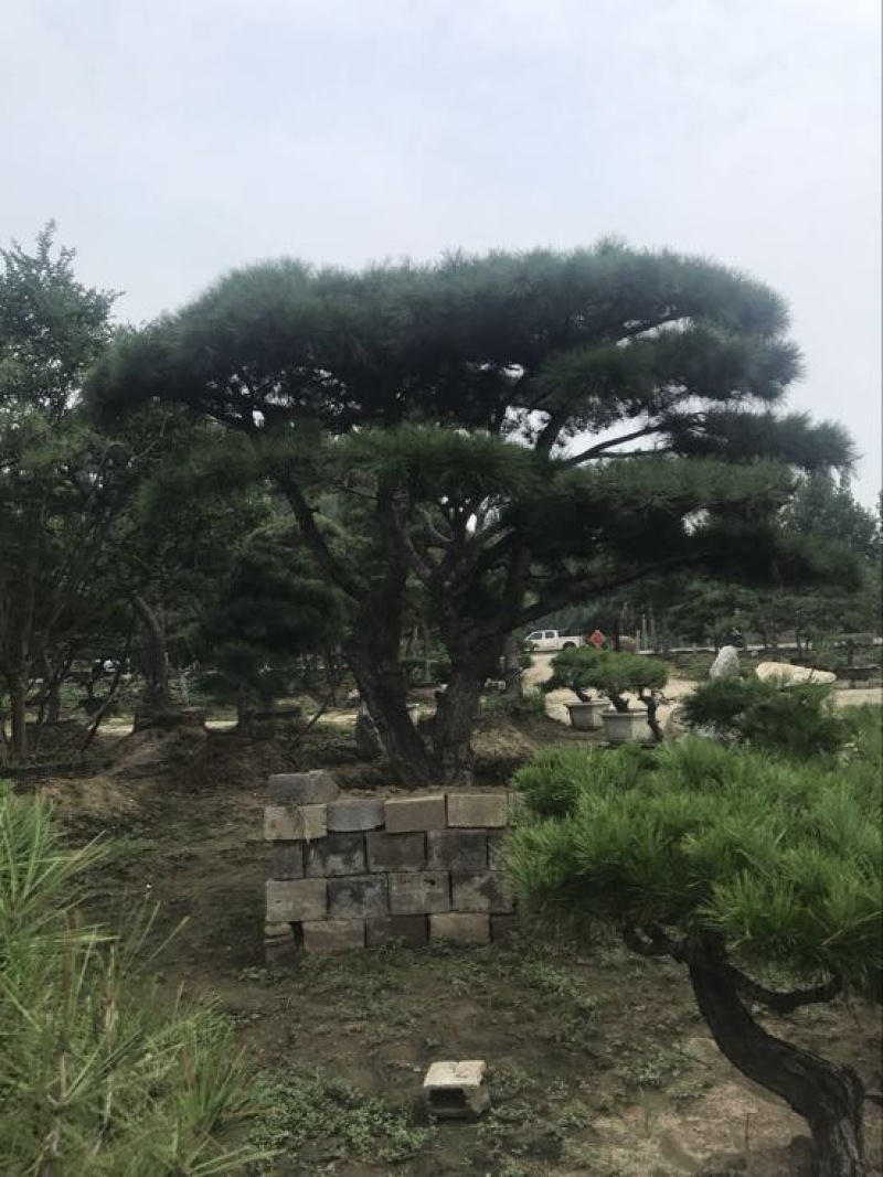 造型松14公分