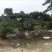 造型松14公分