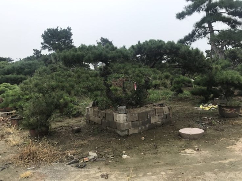 造型松14公分