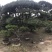 造型松14公分