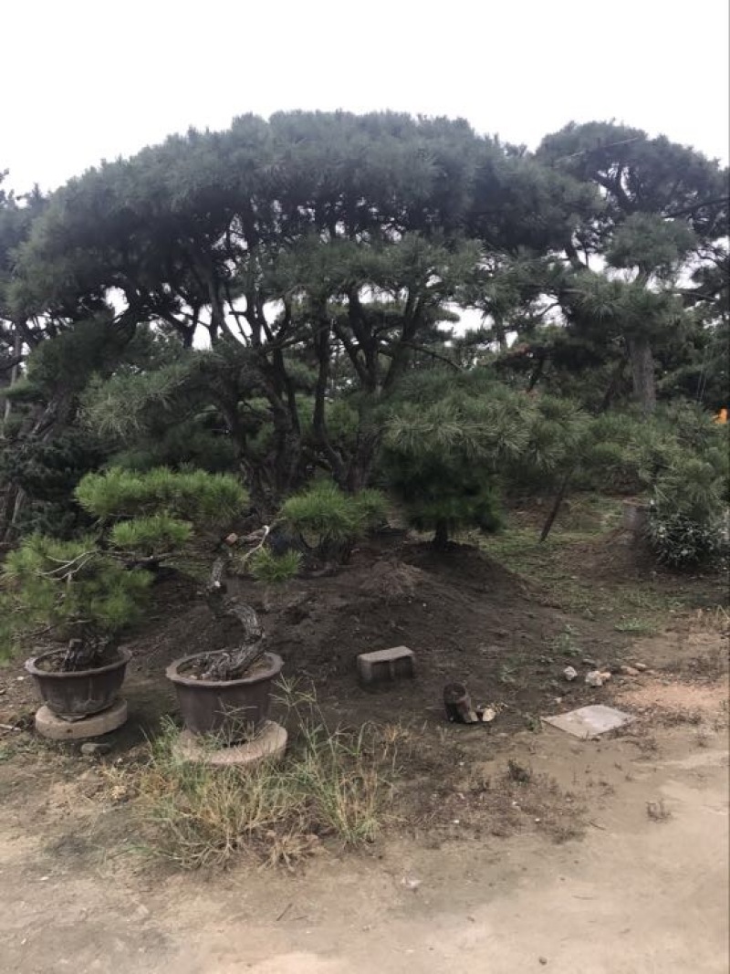 造型松14公分