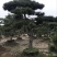 造型松14公分