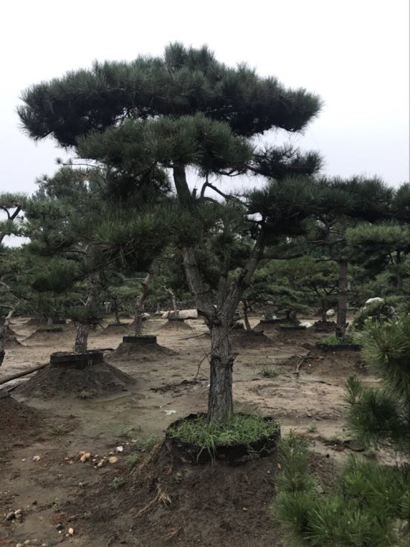造型松14公分