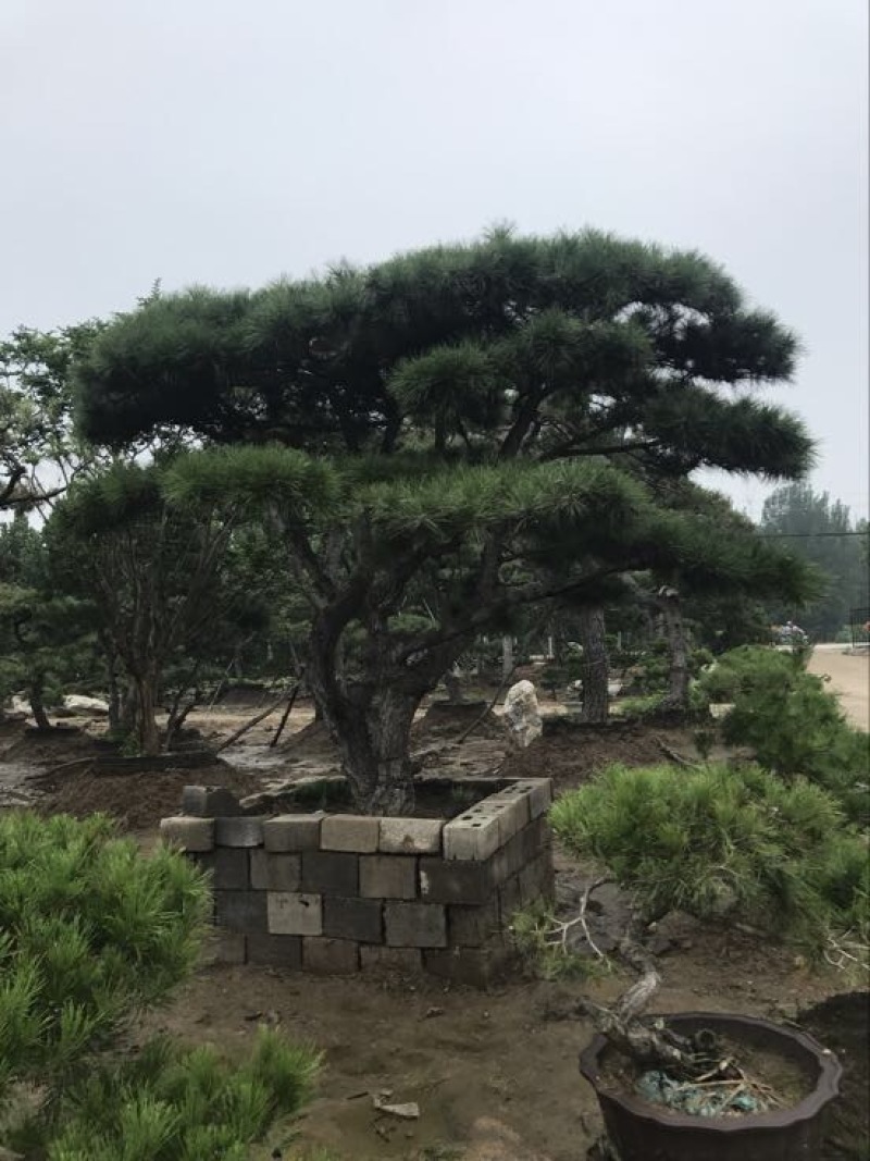 造型松14公分