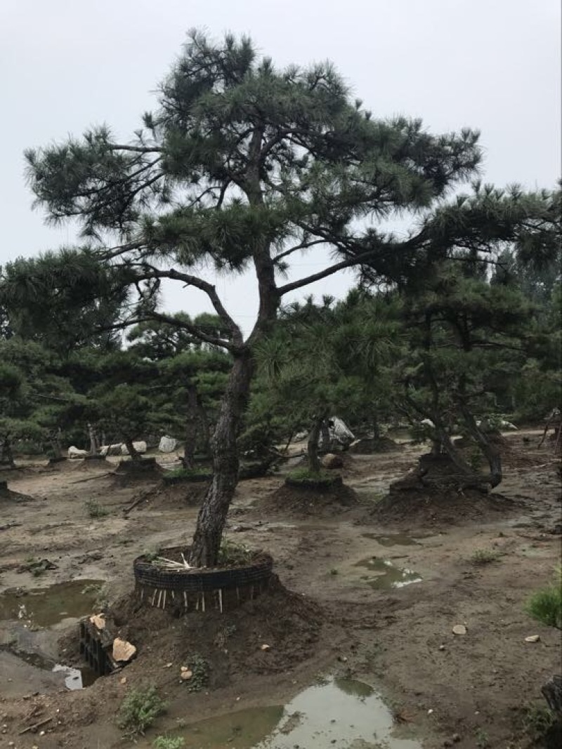 造型松14公分