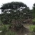 造型松14公分