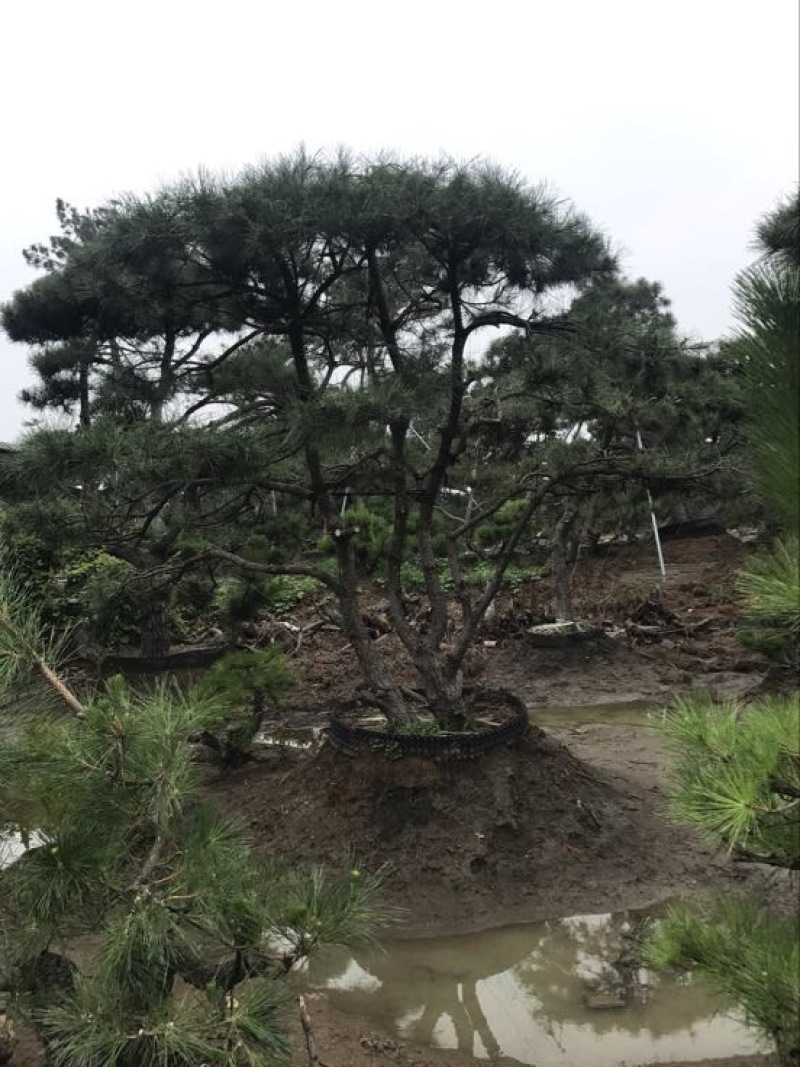 造型松14公分