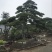 造型松14公分