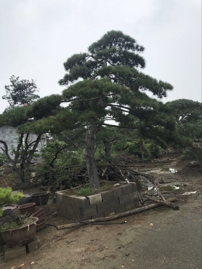 造型松14公分