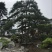 造型松14公分
