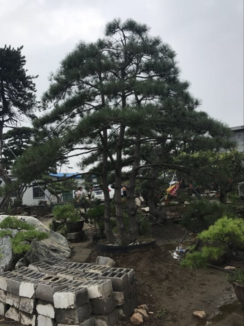 造型松14公分