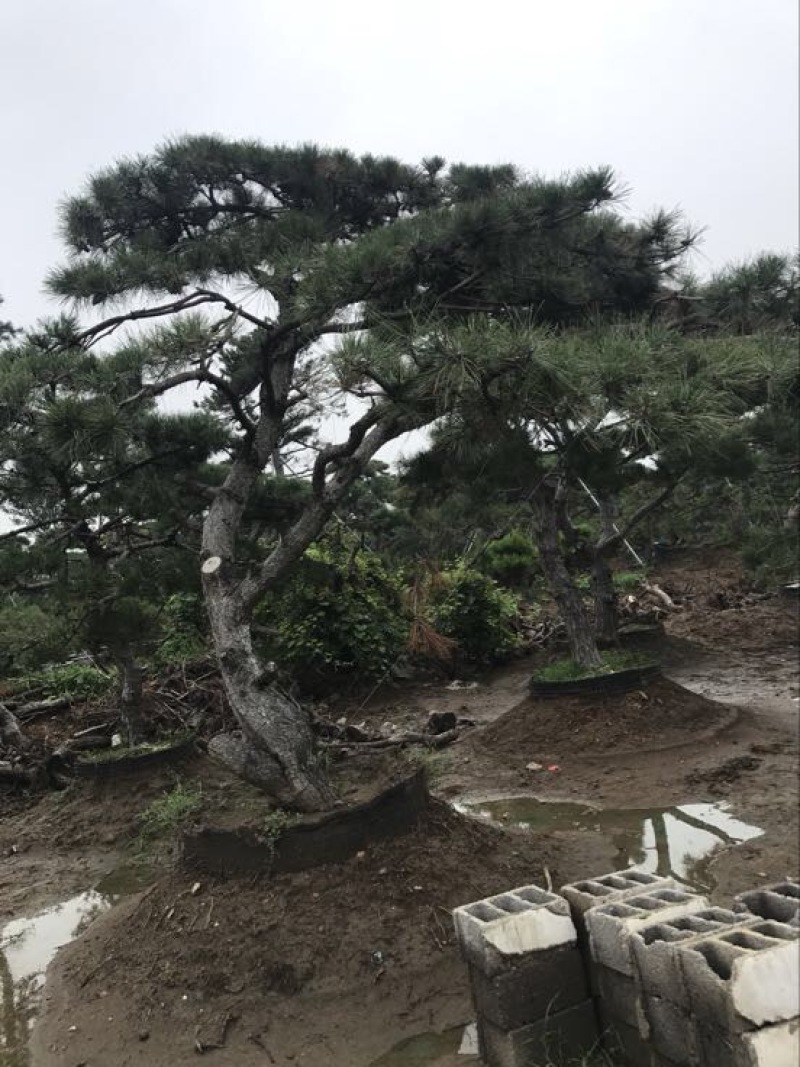 造型松14公分