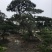 造型松14公分