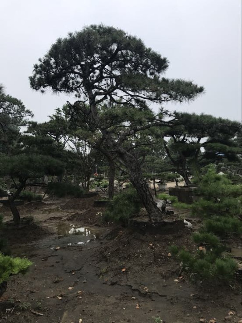 造型松14公分