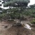 造型松14公分