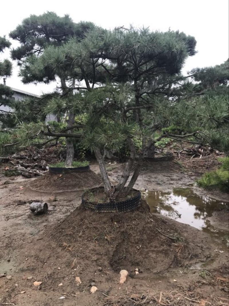 造型松14公分