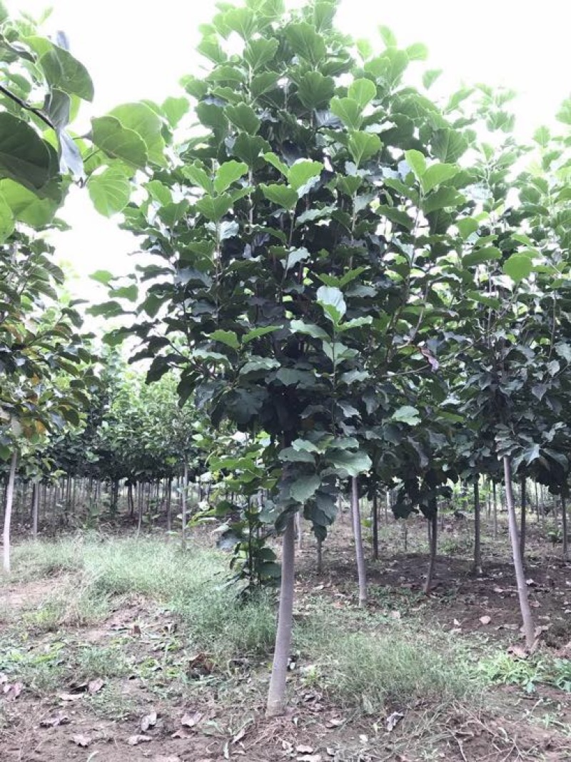 玉兰树10~12cm