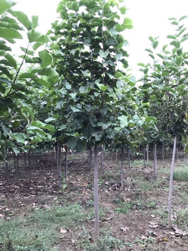 玉兰树10~12cm