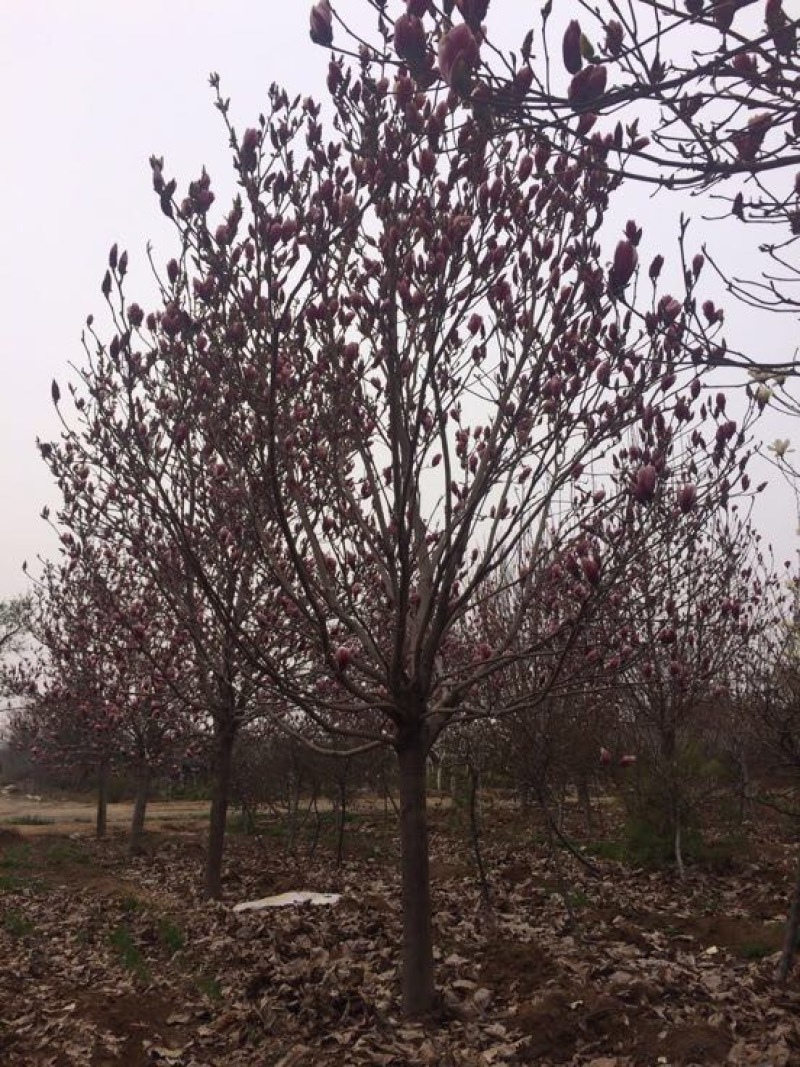 玉兰树10~12cm