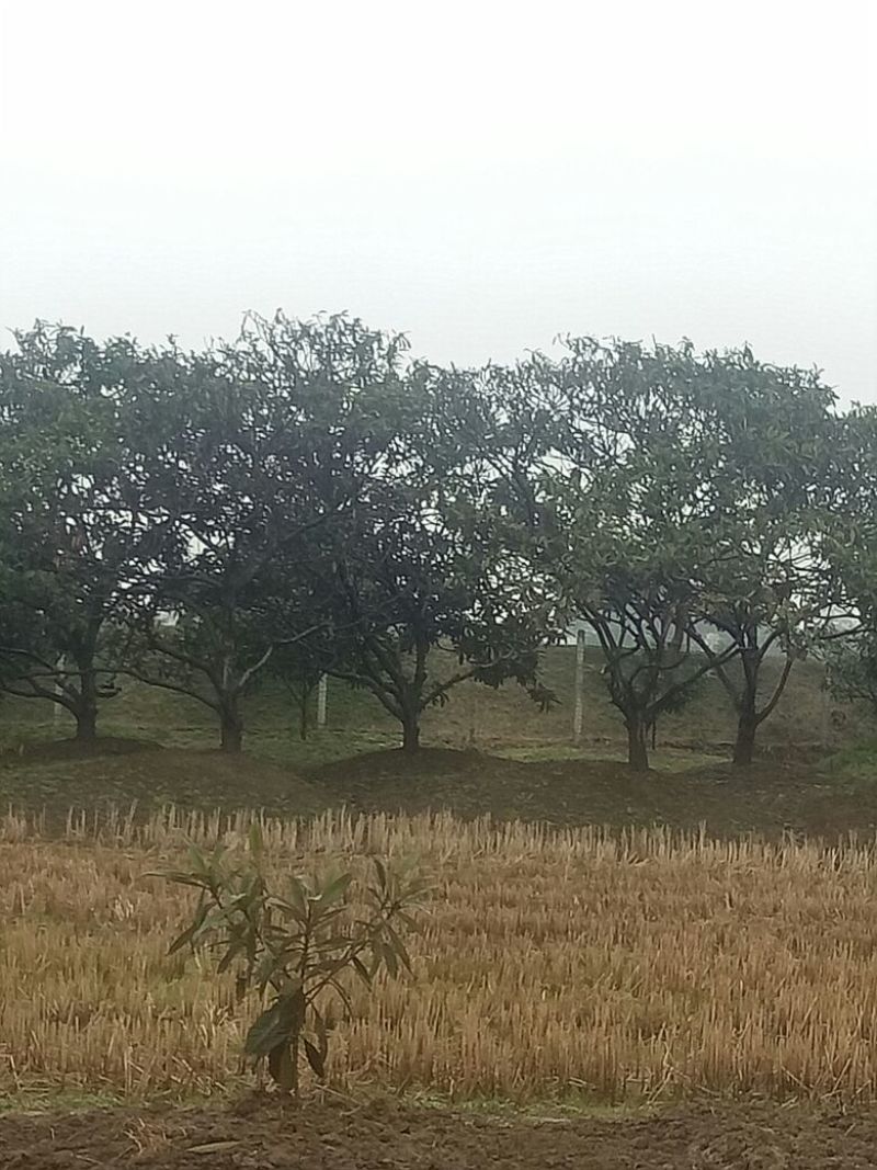 枇杷树地径10公分标准泥