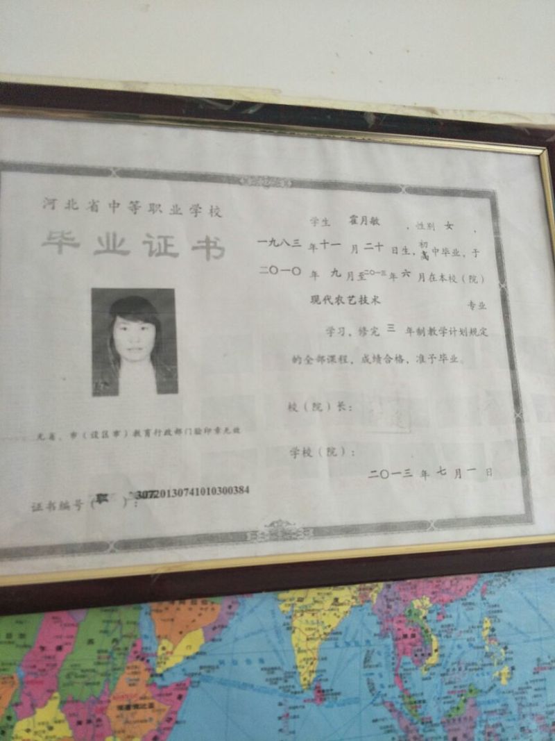 推荐优质种子，纯新防风种子，防风种子，提供现代种植技术