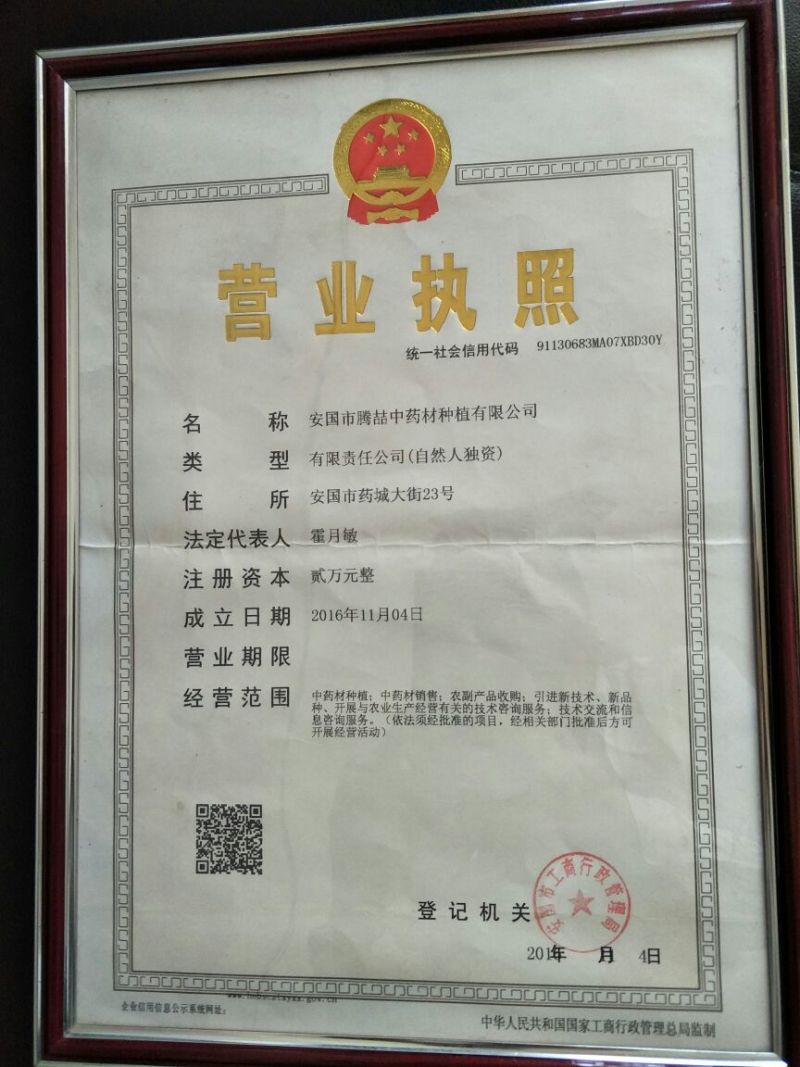 推荐优质种子，纯新防风种子，防风种子，提供现代种植技术