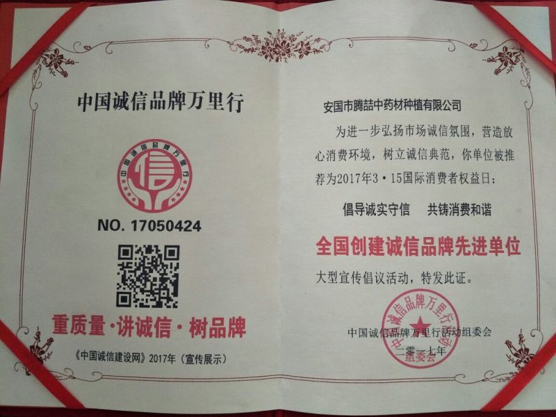 推荐优质种子，纯新防风种子，防风种子，提供现代种植技术
