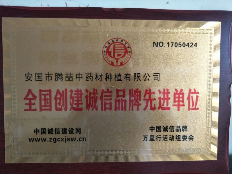 推荐优质种子，纯新防风种子，防风种子，提供现代种植技术