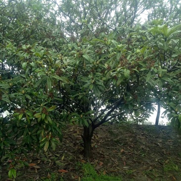 枇杷树地径12公分