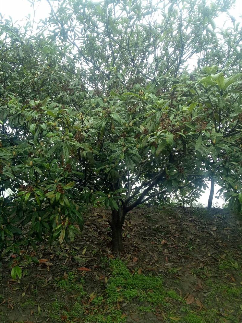枇杷树地径12公分